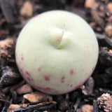 10 Seeds Rare Conophytum Calculus