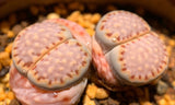 15 Seeds Exotic Lithops Julii C121