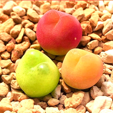 10 Seeds Rare Conophytum Maughanii Mix