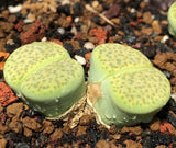 10 Seeds Lithops Fulviceps Aurea C363
