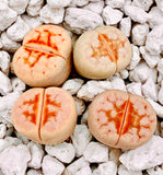 10 Seeds Limited Rare Lithops Julii C183 Hot Lips