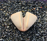 10 Lapidaria Margaretae Seeds