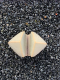 10 Lapidaria Margaretae Seeds