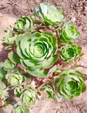 10 Seeds Greenovia Aurea Gran Canaria
