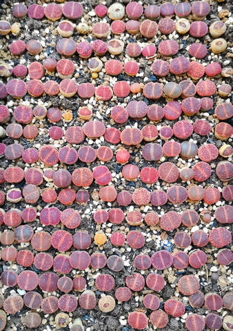 20 Seeds Lithops Aucampiae Mix