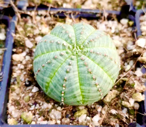 5 Seeds Rare Cactus Euphorbia Obesa