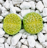 Lithops Fulviceps Aurea C363 - Sold individually